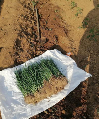 小众送妈妈的花有哪些花