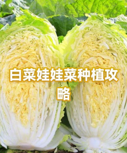 秋季种娃娃菜最迟几月种上