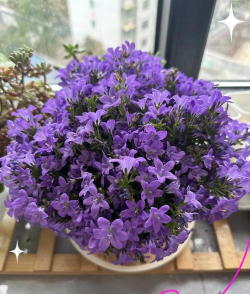 小众送妈妈的花有哪些花