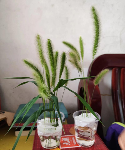 小众送妈妈的花有哪些花