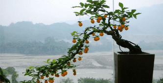 小众送妈妈的花有哪些花