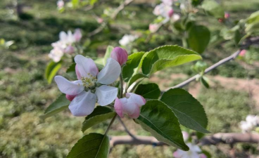 小众送妈妈的花有哪些花