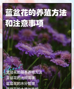 小众送妈妈的花有哪些花
