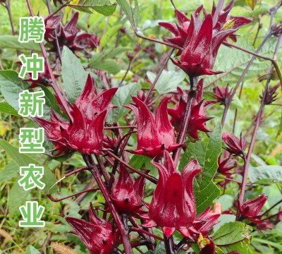 小众送妈妈的花有哪些花