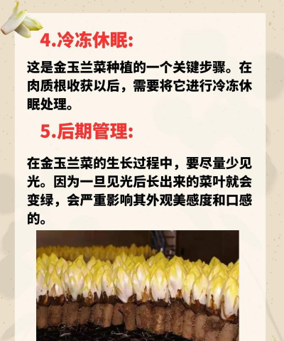 小众送妈妈的花有哪些花