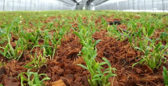 小众送妈妈的花有哪些花