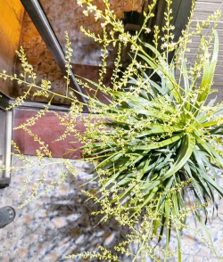 小众送妈妈的花有哪些花