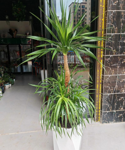 小众送妈妈的花有哪些花