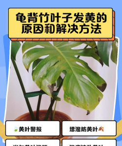 龟背竹叶子为什么变黄 龟背竹叶子为什么变黄