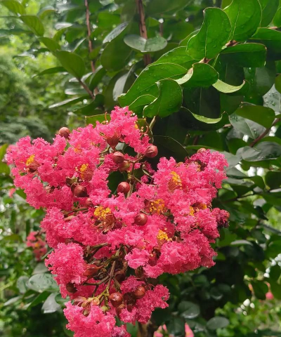 小众送妈妈的花有哪些花