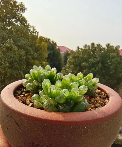 小众送妈妈的花有哪些花