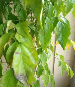 小众送妈妈的花有哪些花