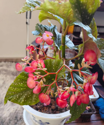 小众送妈妈的花有哪些花