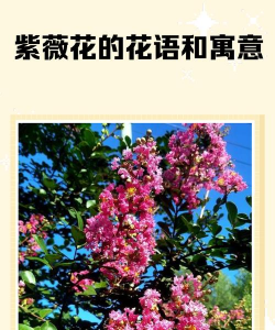 小众送妈妈的花有哪些花