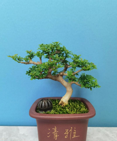 对节白蜡盆景如何造型