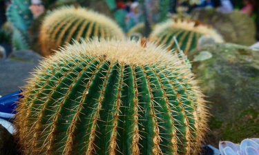 小众送妈妈的花有哪些花