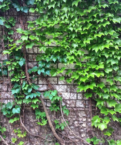 小众送妈妈的花有哪些花