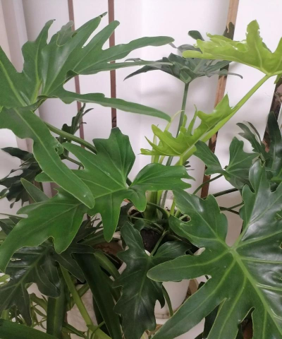 小众送妈妈的花有哪些花