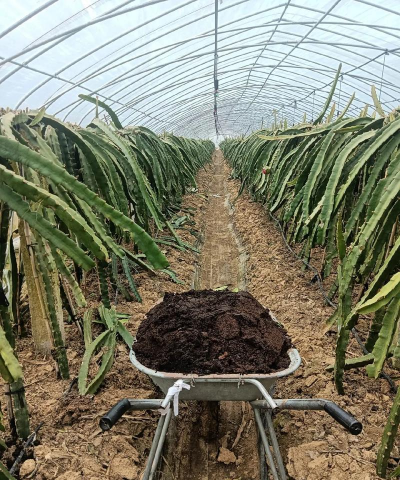 小众送妈妈的花有哪些花