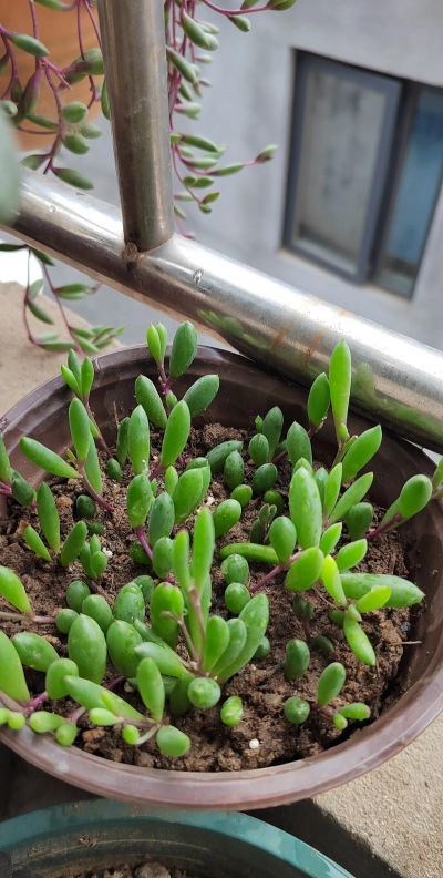 小众送妈妈的花有哪些花