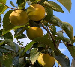 小众送妈妈的花有哪些花