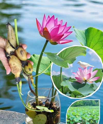 小众送妈妈的花有哪些花