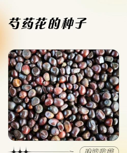 小众送妈妈的花有哪些花