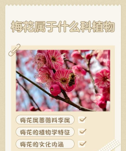 梅花属于什么植物