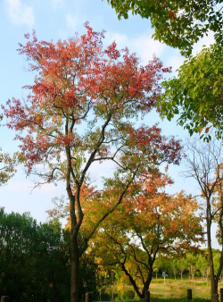 小众送妈妈的花有哪些花