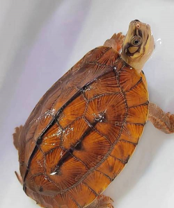 野生金钱龟价格是多少