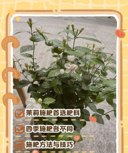 茉莉花施肥时间和方法 茉莉花施肥时间和方法