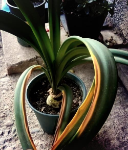 小众送妈妈的花有哪些花