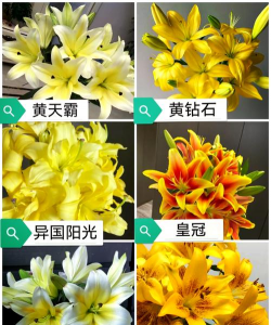 小众送妈妈的花有哪些花