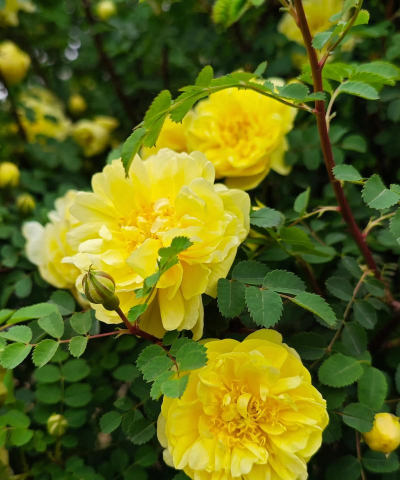 小众送妈妈的花有哪些花