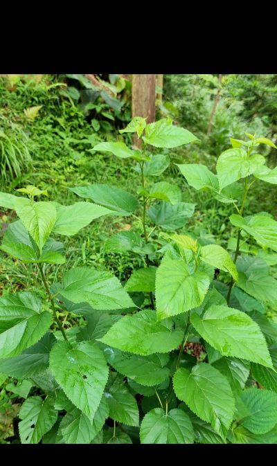 小众送妈妈的花有哪些花