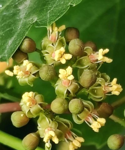 小众送妈妈的花有哪些花