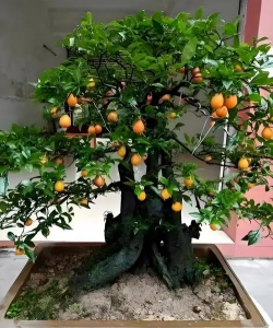 小众送妈妈的花有哪些花