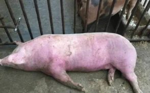 小众送妈妈的花有哪些花