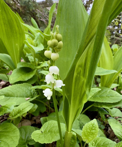 小众送妈妈的花有哪些花