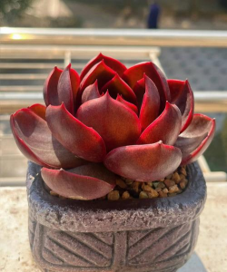 小众送妈妈的花有哪些花