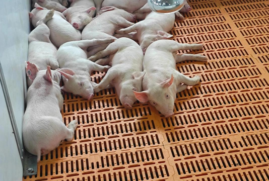 断奶仔猪不食怎么回事