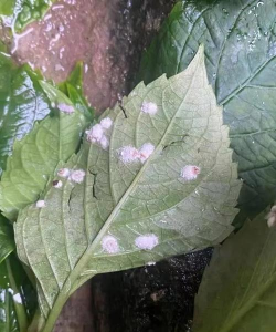 小众送妈妈的花有哪些花