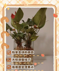 小众送妈妈的花有哪些花