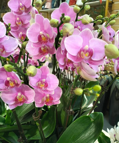 小众送妈妈的花有哪些花