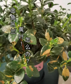 小众送妈妈的花有哪些花