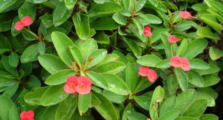 小众送妈妈的花有哪些花