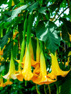 小众送妈妈的花有哪些花