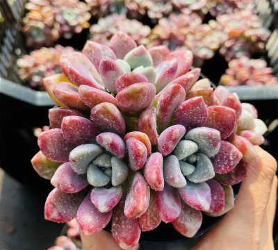 小众送妈妈的花有哪些花