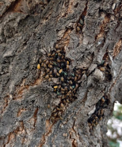 小众送妈妈的花有哪些花