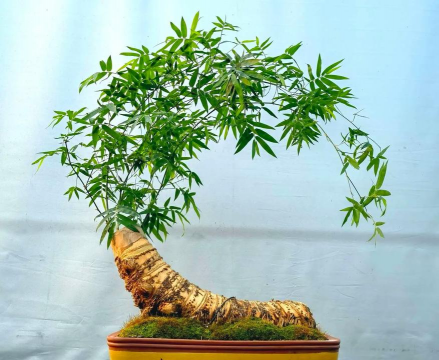 盆景竹子多少品种